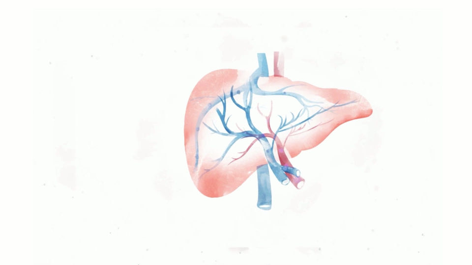 Wie funktioniert die Leber